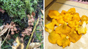 «Дома сказали не произносить слово грибы»: что новосибирцы собирают в лесах, несмотря на заморозки