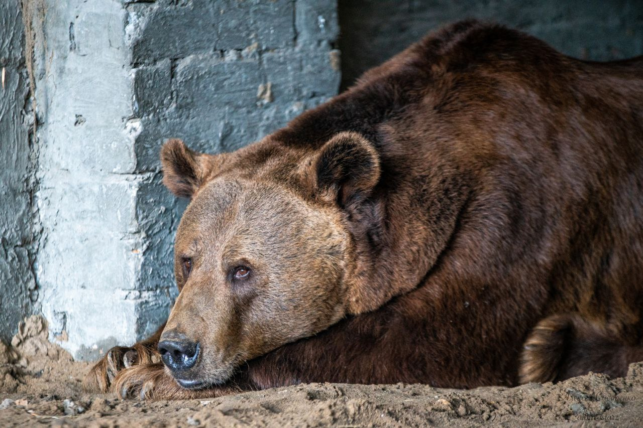 Нижнеколымчан попросили воздержаться от поездок в лес из-за бродящего рядом медведя