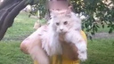 «Лизуче-приставучий характер»: в Новосибирске продают кота мейн-куна за 250 тысяч рублей