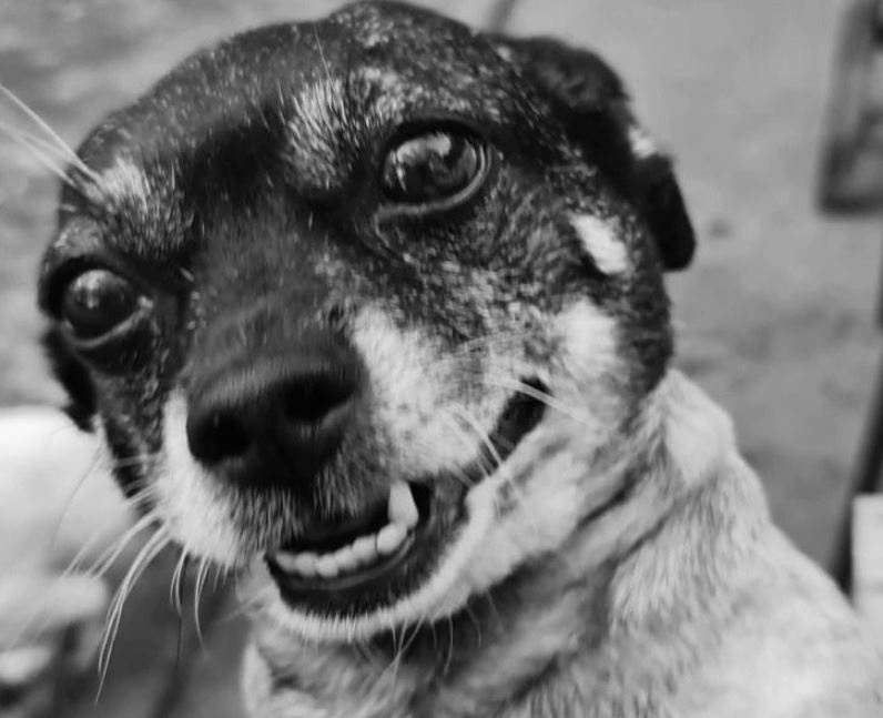 В Омске пес-«потеряшка» погиб от рук живодера
