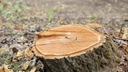 Краснокнижные деревья незаконно вырубили во Владивостоке. Ущерб оценили в <nobr class="_">1 млн</nobr>