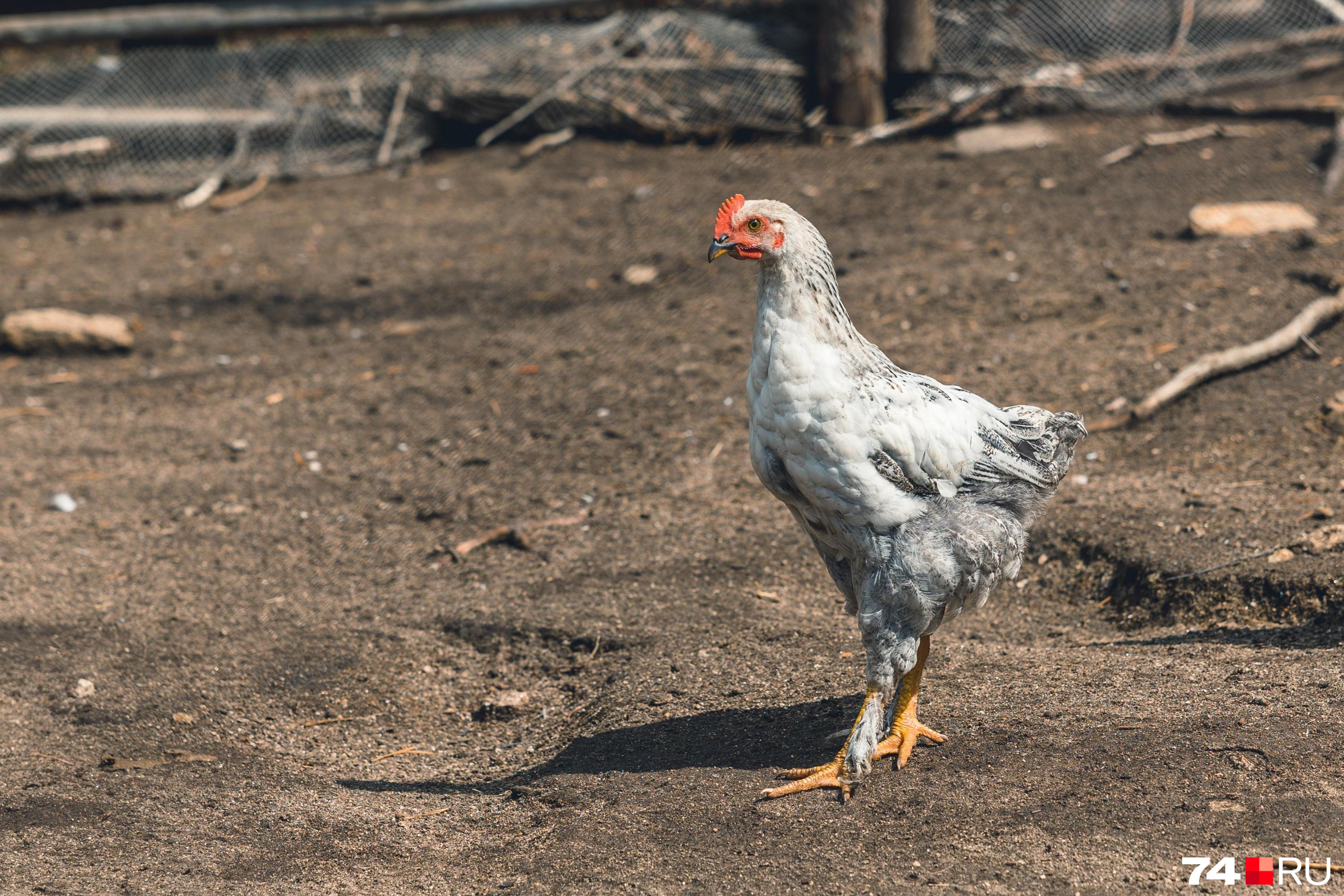 Ветврачи локализовали заболевание птиц псевдочумой в Чите