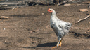 «Хотел зимовать на участке»: огромный барсук несколько недель поедал куриц во дворе у сибирячки — его пришлось убить