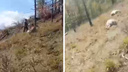 Десятки овец убило грозой в Горном Алтае — жуткое видео от пастуха