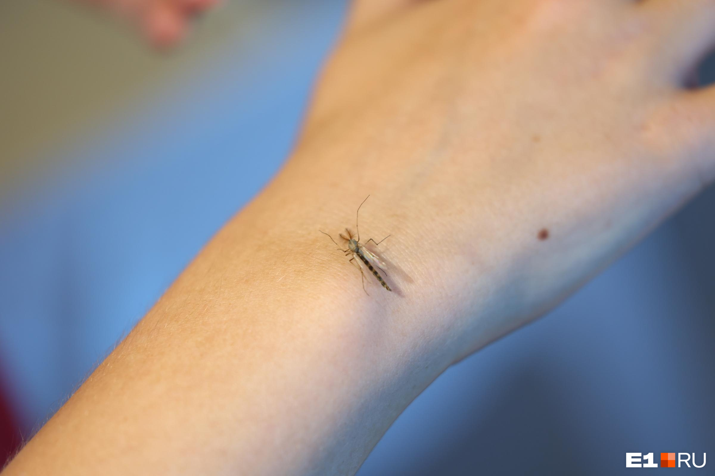 Алтайский биолог объяснила, почему комары пьют кровь и что сделать, чтобы не кусали
