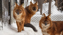 В новосибирском зоопарке пересчитают всех животных — почему это сложно и займет полтора месяца