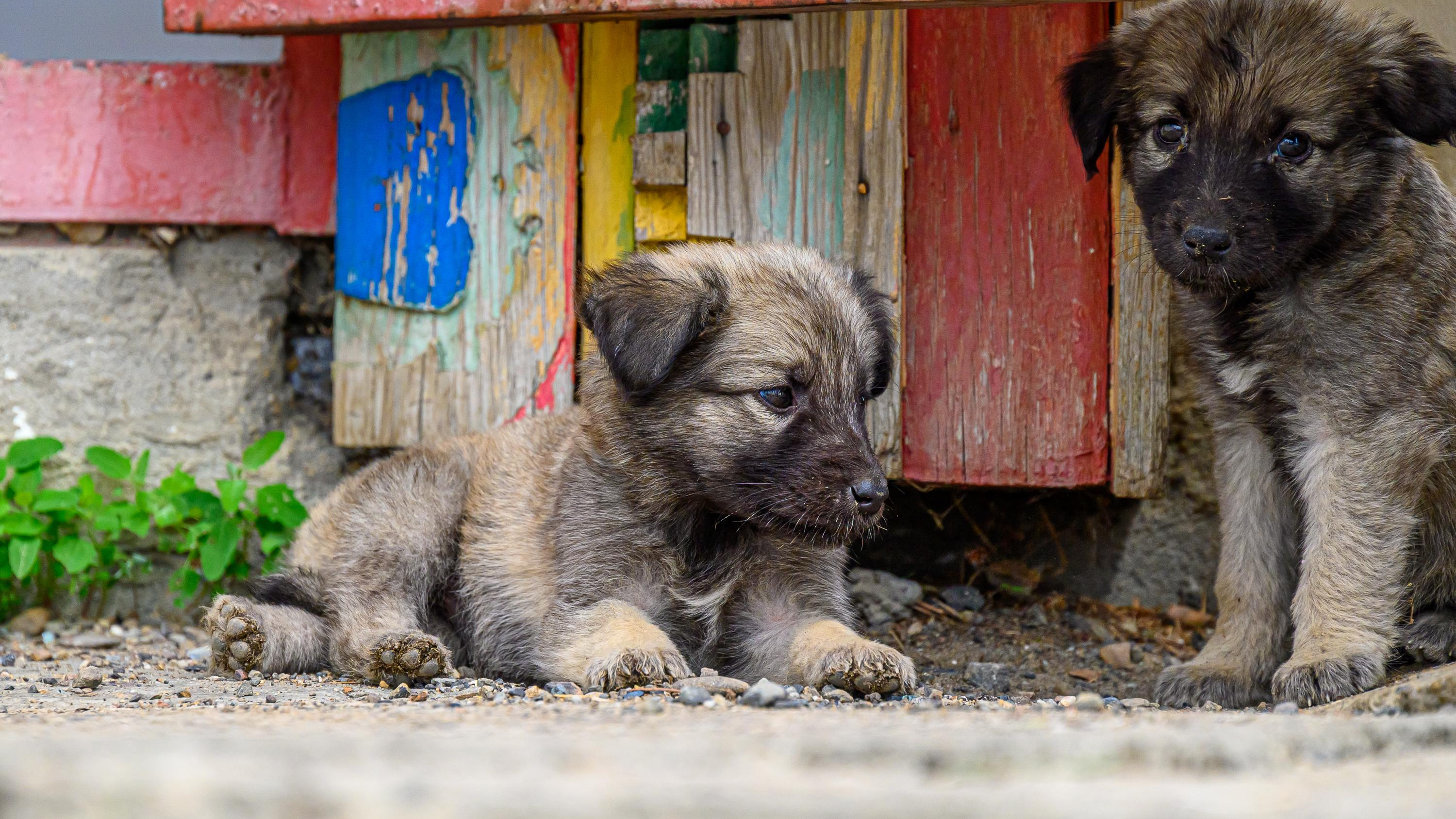 «Избить зоошизу — 30 000₽»: живодеры рассылают ставропольцам в соцсетях прайс на издевательства над собаками и их защитниками