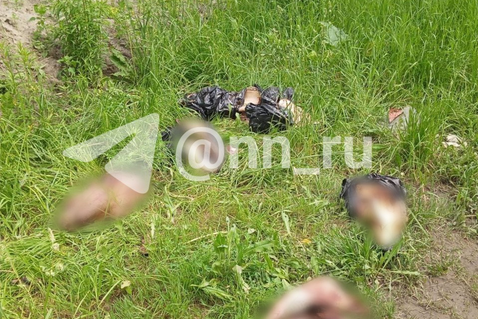 Чёрные скотобои орудуют в области. Жители нашли очередной стихийный скотомогильник — на этот раз в Нижнем Новгороде