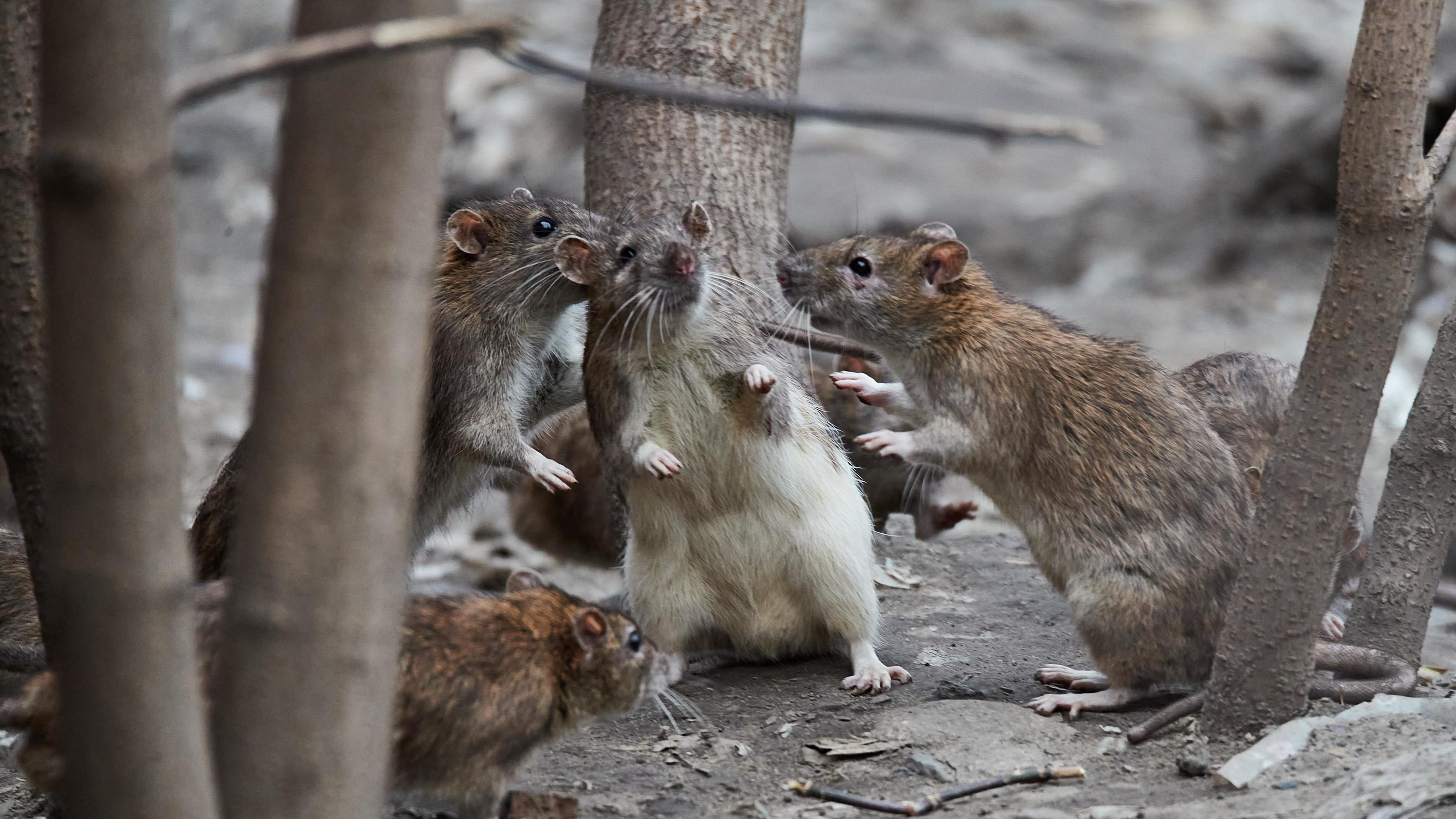 Недовольны пять районов: сколько новосибирцев накатали жалобы на крыс с начала года