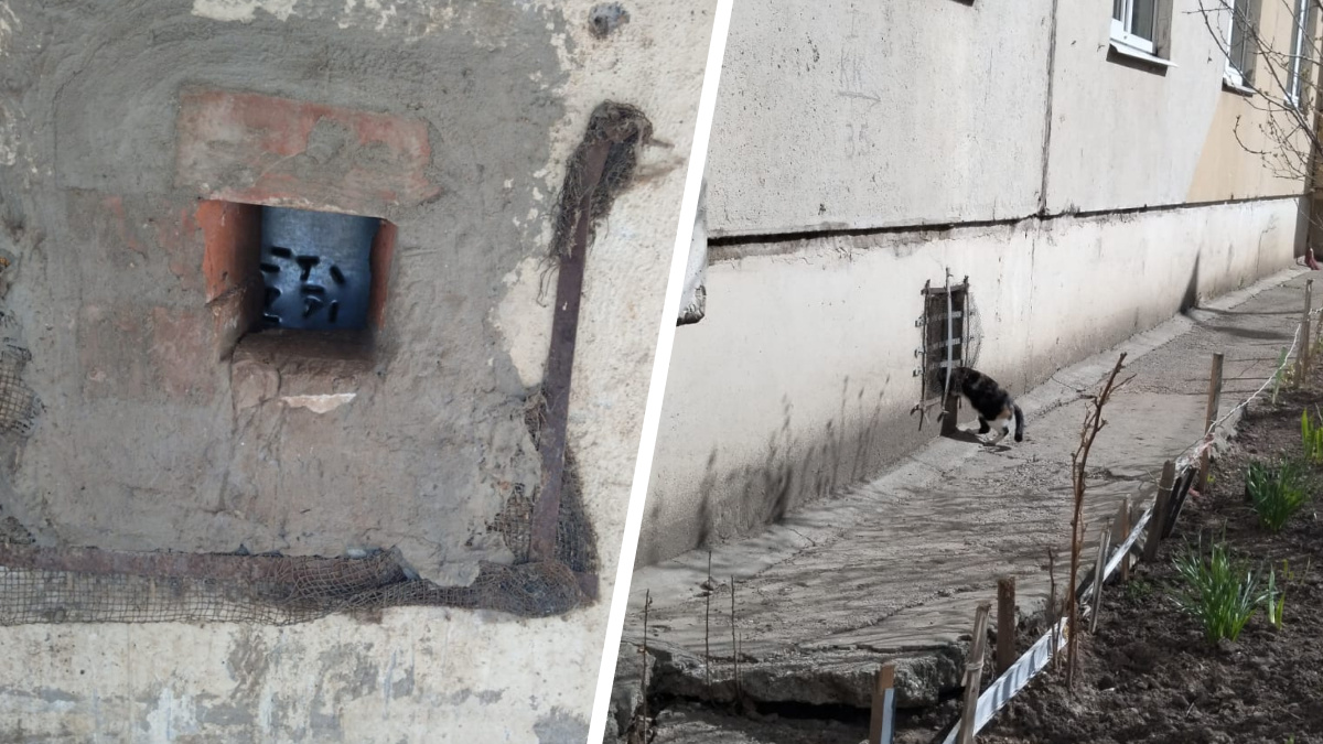 «На них бронежилеты, они по законам живут»: в Казани коммунальщики заживо замуровали котят в подвале
