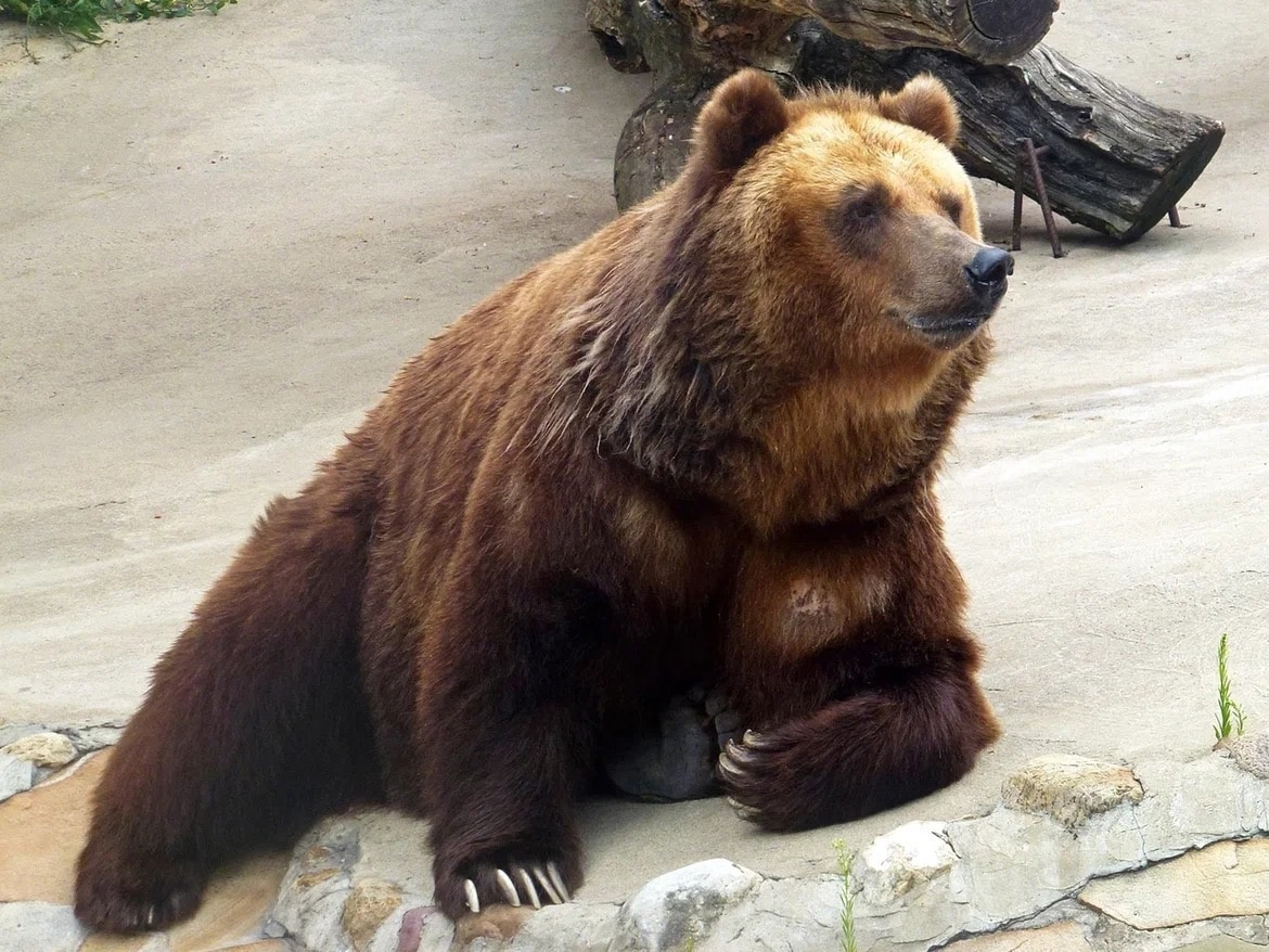 Пожилые медведи из Московского зоопарка проснулись. Зимой им мешала Бабуля