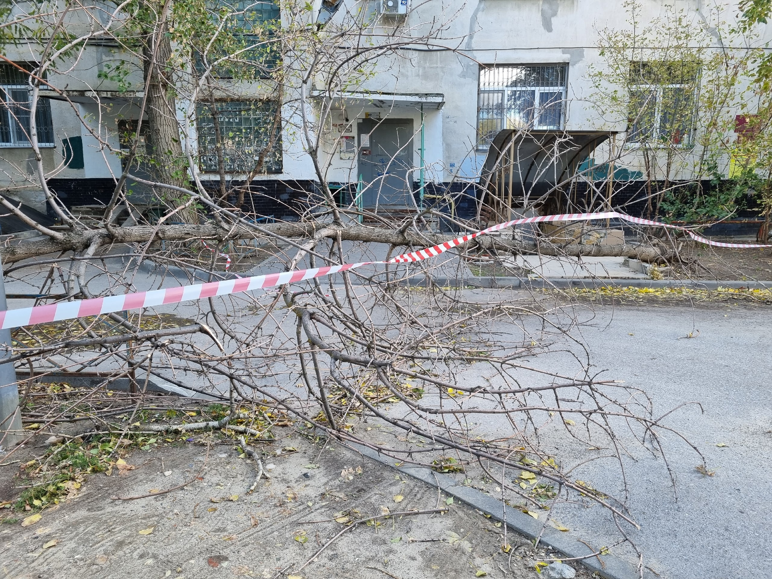 В центре Волгограда штормовой ветер обрушил дерево на припаркованные  автомобили - 29 октября 2023 - V1.ру