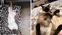 Котик подгорел! Новосибирцы показали своих сиамских котов — как животные меняют окрас в течение жизни