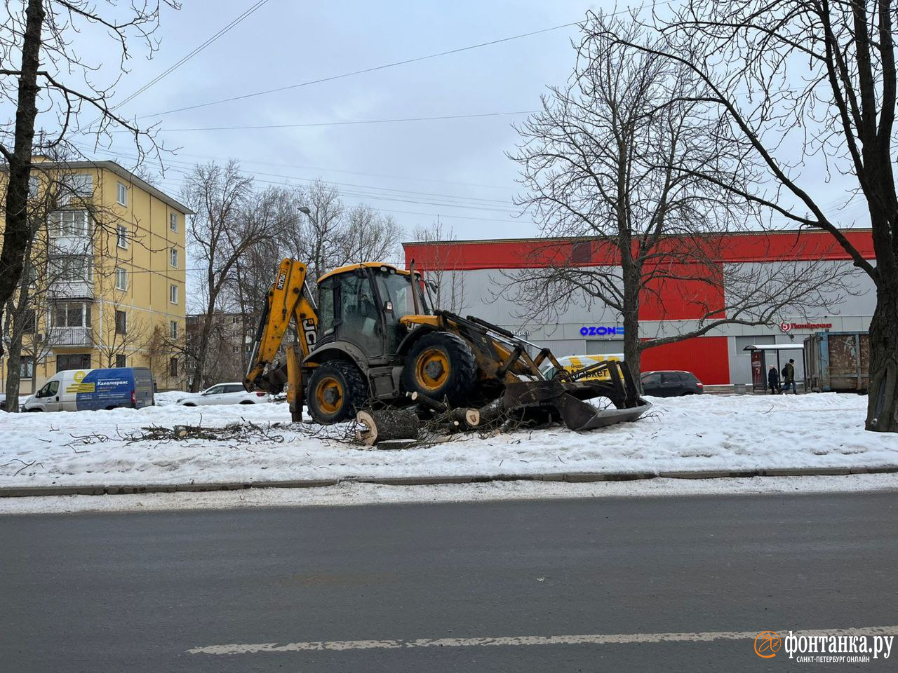 Зачем спилили каштаны на проспекте Шаумяна в Петербурге - 7 февраля 2024 -  ФОНТАНКА.ру