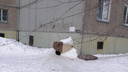 Часть собак, живших в псарне в центре Челябинска, отловили. Теперь у людей новая просьба к властям