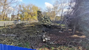 Полиция вмешалась в дело о вырубке деревьев на Шолохова