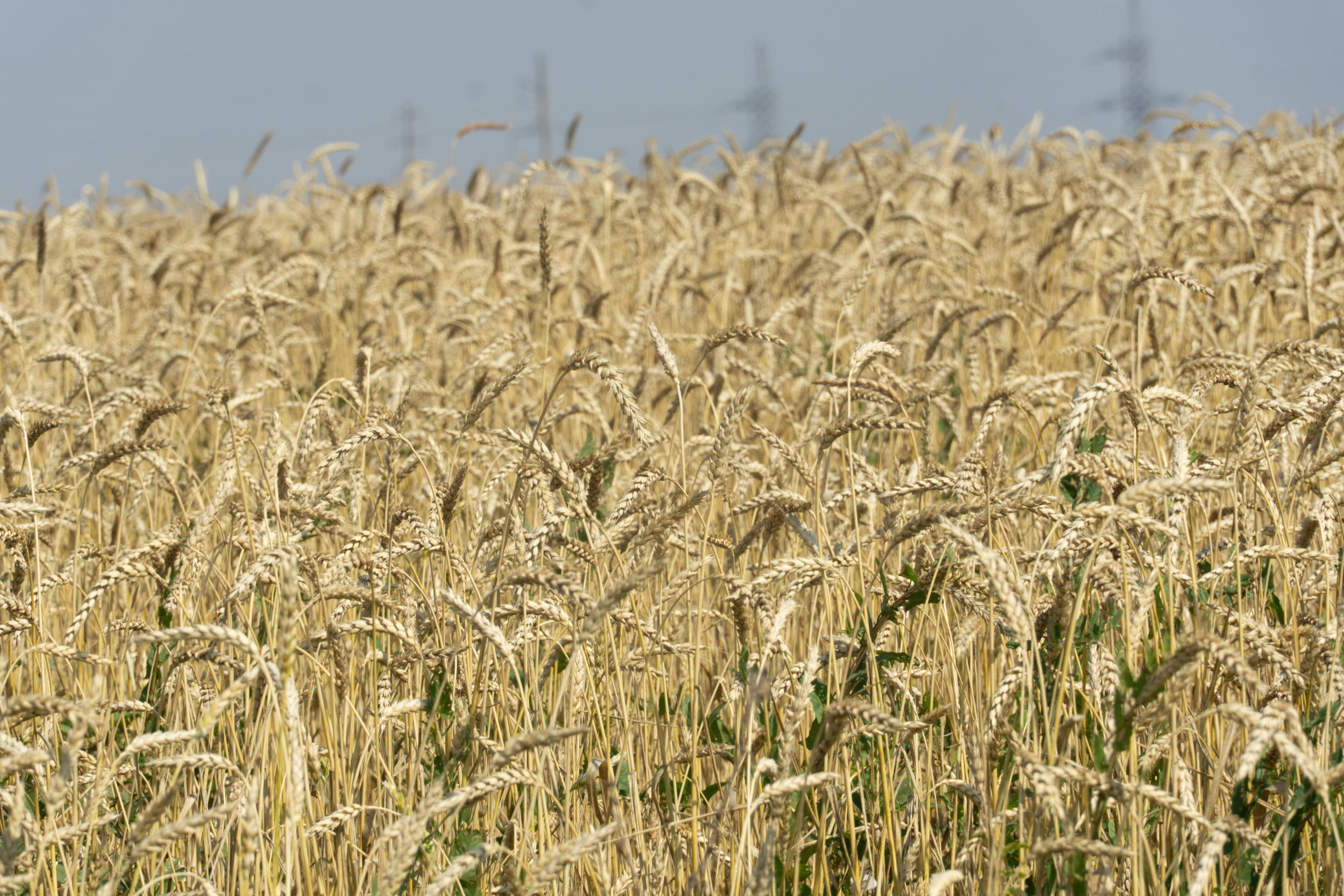 Зерно — стратегически важный продукт