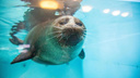 Толстенького тюленя спасли от собак в Приморье — он попал в ледяную ловушку
