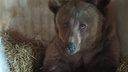 Новосибирских цирковых медведей забрали у дрессировщиков: что теперь будет с животными