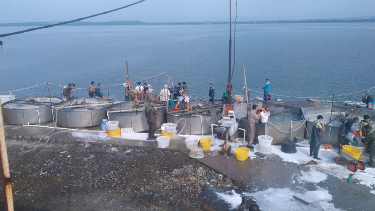 Китайцы за ней охотятся, а российским чиновникам не нравится: как у берегов Владивостока солят в бочках гигантских голубых медуз