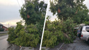 «Никого чудом не задело»: дерево упало на тротуар и проезжую часть в Дзержинском районе