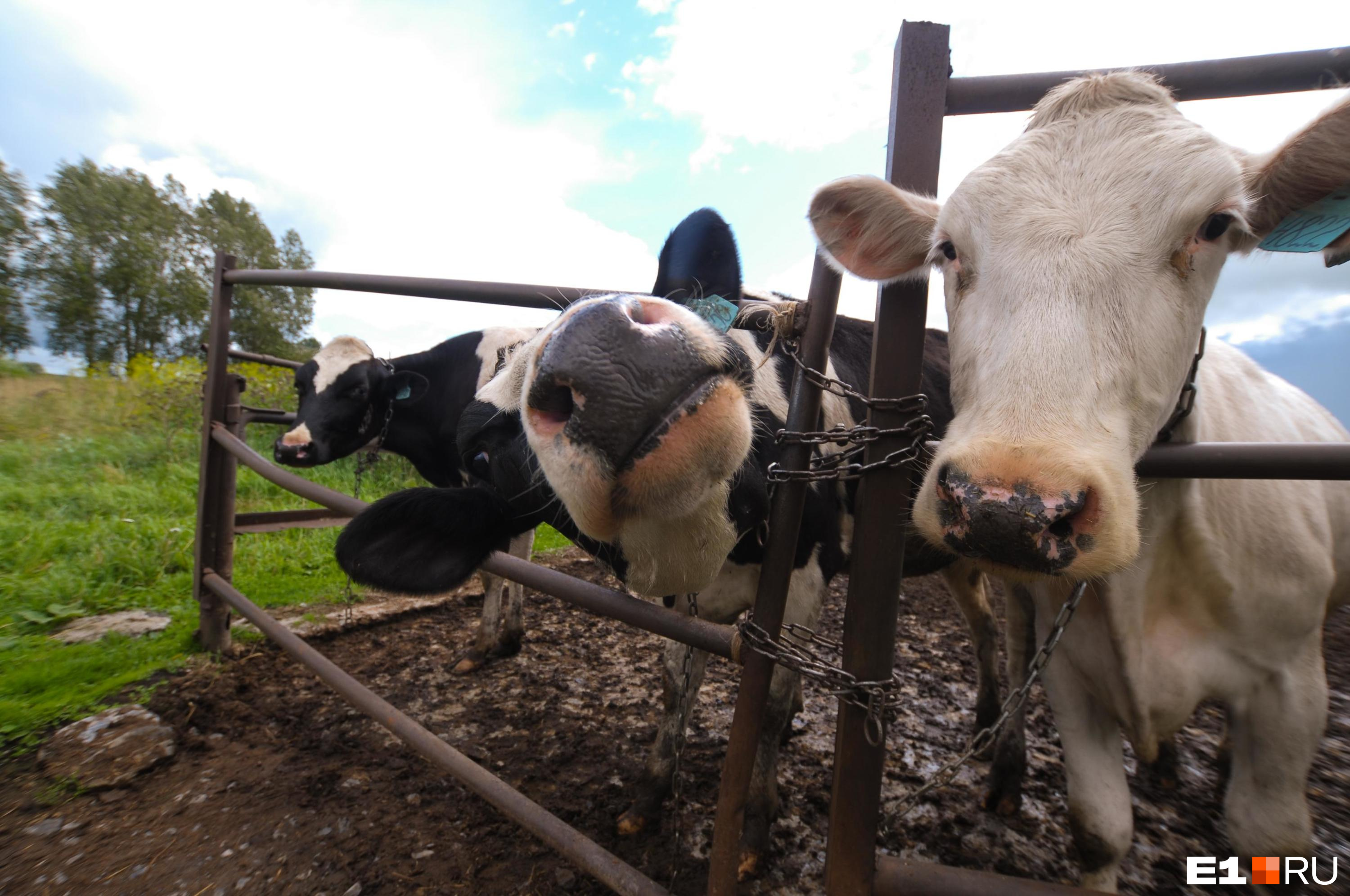 335 коров и трактор «Белорус»: в Новосибирской области выставили на торги сельхозпредприятие — сколько за него хотят