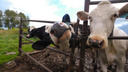 335 коров и трактор «Беларус»: в Новосибирской области выставили на торги сельхозпредприятие — сколько за него хотят