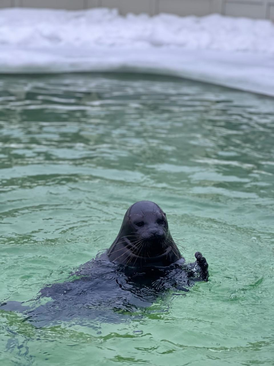 В санкт петербурге мягкая вода