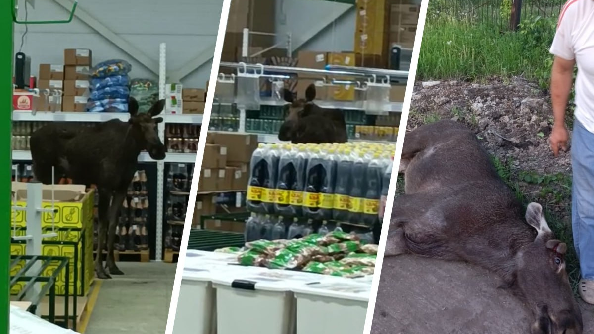 Разбился при побеге: в Башкирии лось пробрался в магазин и умер