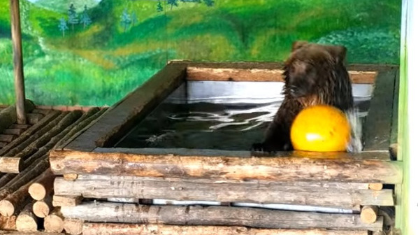 Видео, которое заставит вас улыбнуться: медвежонок Умка открыл купальный сезон