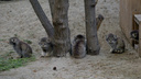 Есть и мальчики, и девочки — в Новосибирском зоопарке назвали пол котят манула, рожденных в этом году