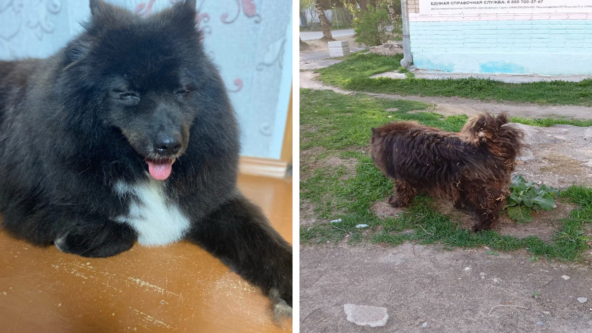 Мишка до и после стрижки: смотрите, как в Архангельской области преобразили уличного пса