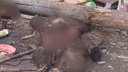 Тела двух мертвых медвежат обнаружили на свалке в Красноярском крае