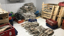 «Хранил на даче тонны стерляди»: ФСБ поймала самарского рыбинспектора — покровителя браконьеров