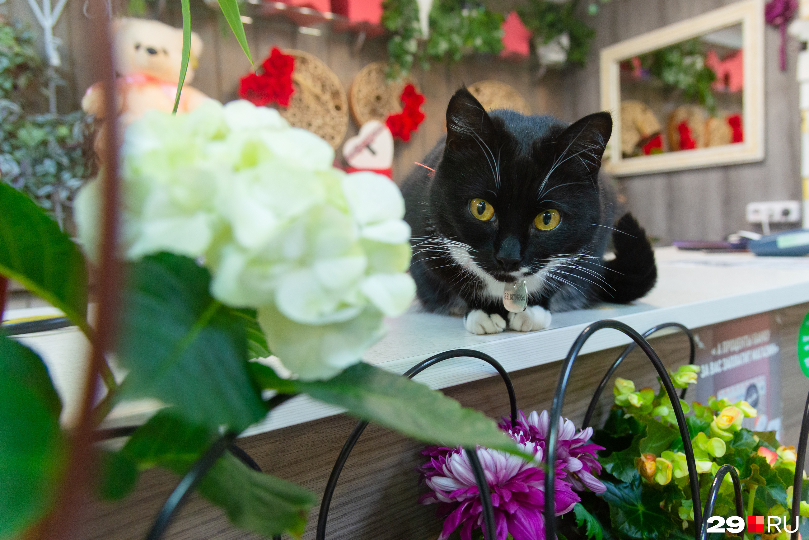 Количество посетителей в «Первом цветочном» после появления кошки только возросло