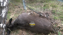 Третья смерть на дороге за май: на въезде в ботанический сад Новосибирска насмерть сбили лося