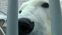 «Няшный носик»: покоривший соцсети белый медведь Диксон изучает свой вольер в ожидании весны
