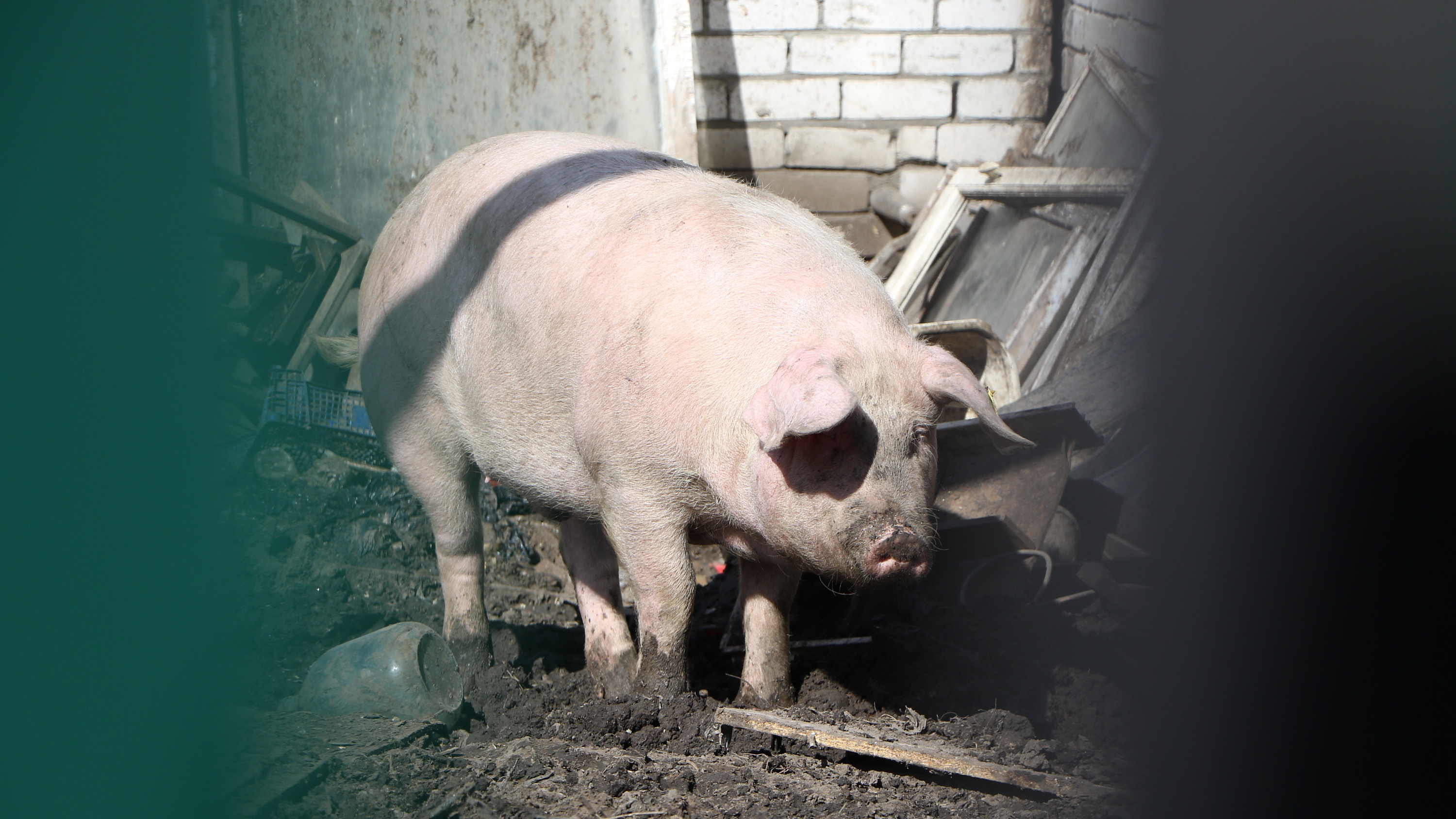 Стадо свиней держит в страхе жителей Кстовского района. Они носят электрошокеры и дубинки, чтобы отбиваться