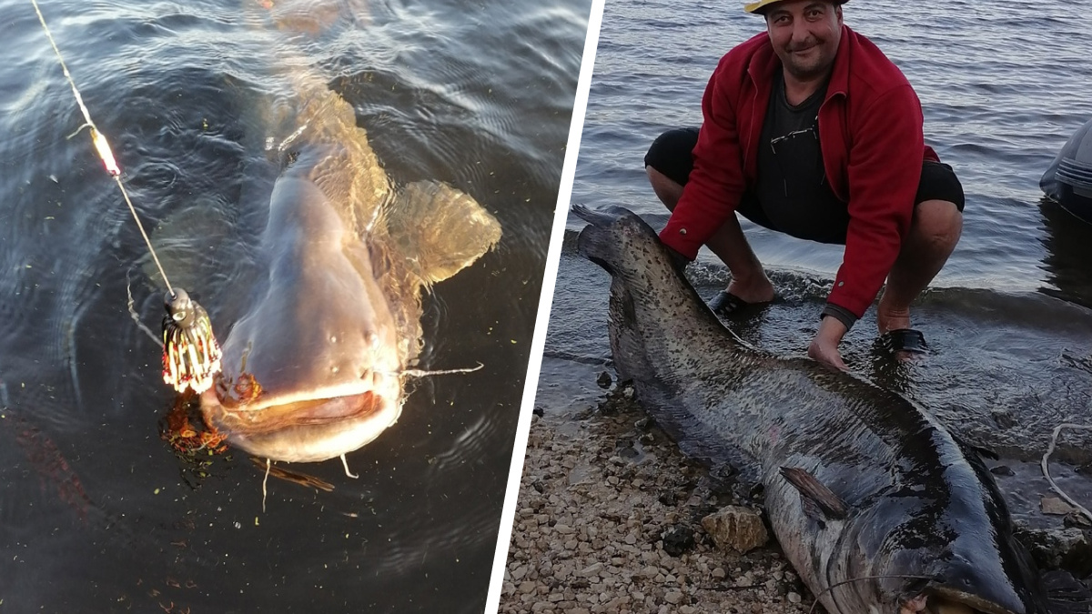 Размером со здорового мужика! В Самарской области рыбак поймал сома-гиганта
