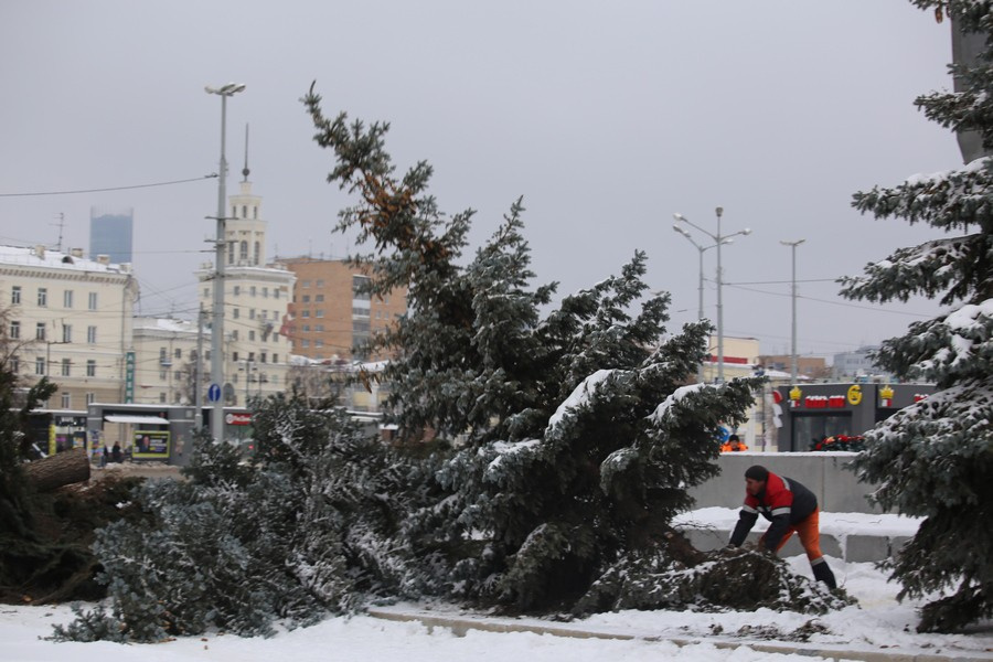 У железнодорожного вокзала в Екатеринбурге вырубили 12 старых елей