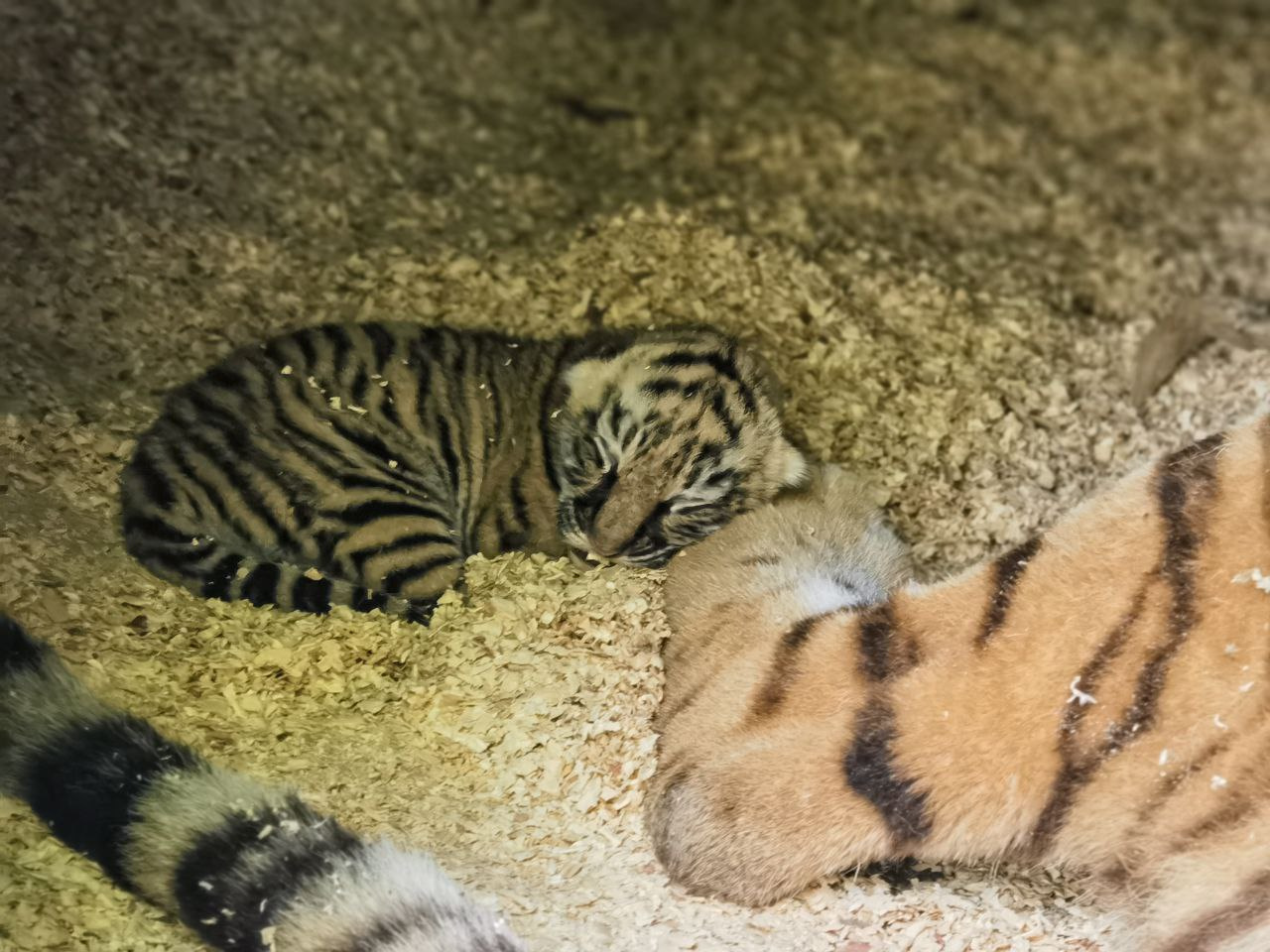 «Супермамка». В Барнаульском зоопарке снова родила тигрица: посмотрите, как она нежится с детками