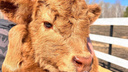 «Мимиметр зашкаливает»: в тольяттинском парке альпак родилась плюшевая коровка