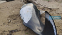Большого краснокнижного дельфина выбросило на берег в Приморье