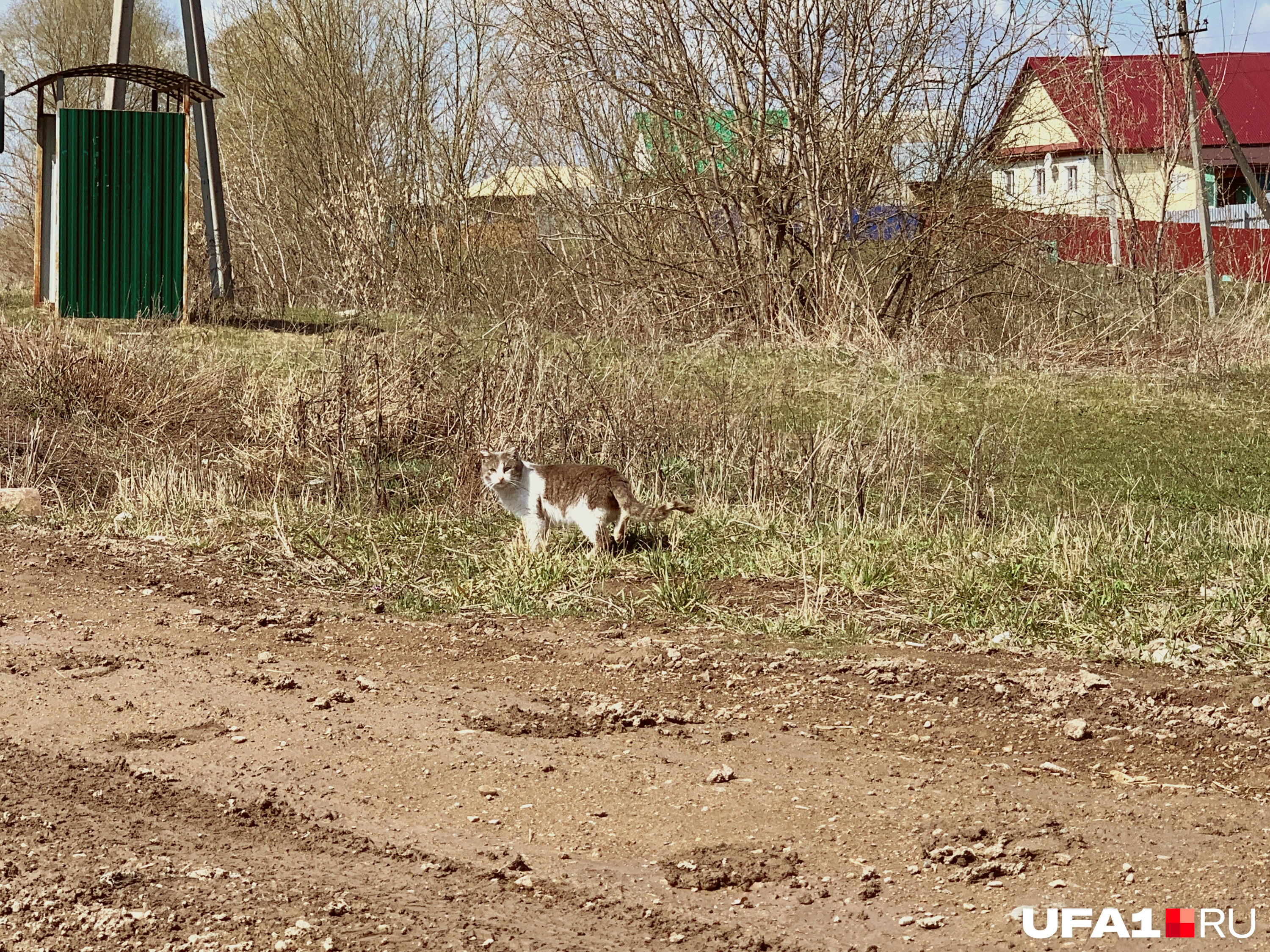 Котик был не против, чтобы его сфотографировали