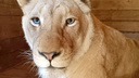 Львы загрызли львицу в приморском парке «Белый лев»