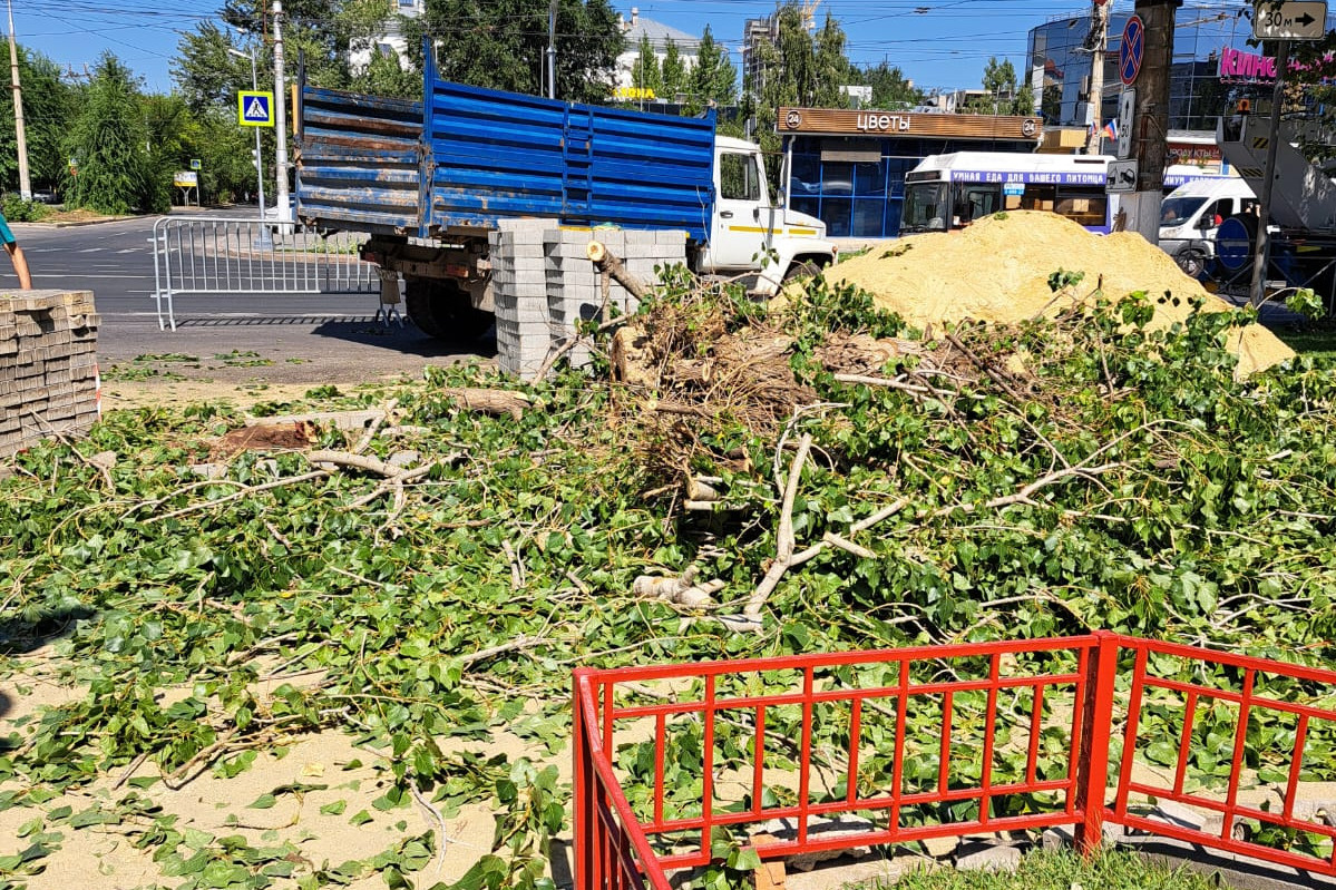 В Волгограде вырубили деревья у ТЦ «Ворошиловский» - 19 августа 2023 - V1.ру