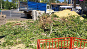 «Они же живые были, зеленые»: в Волгограде вырубили деревья у ТЦ «Ворошиловский»