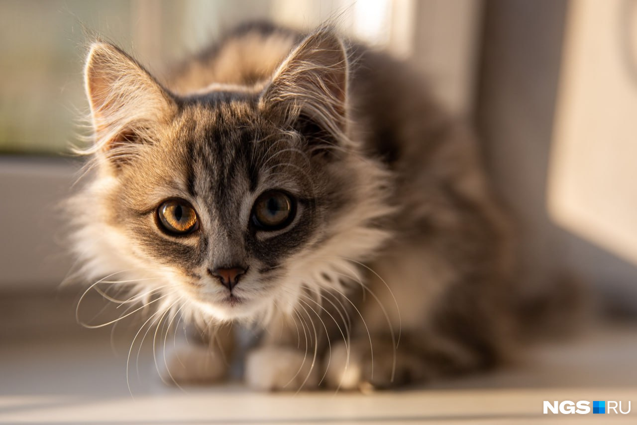 Новосибирцы показали, кто вырос из их котят — милые фото котиков - 7  октября 2023 - НГС.ру