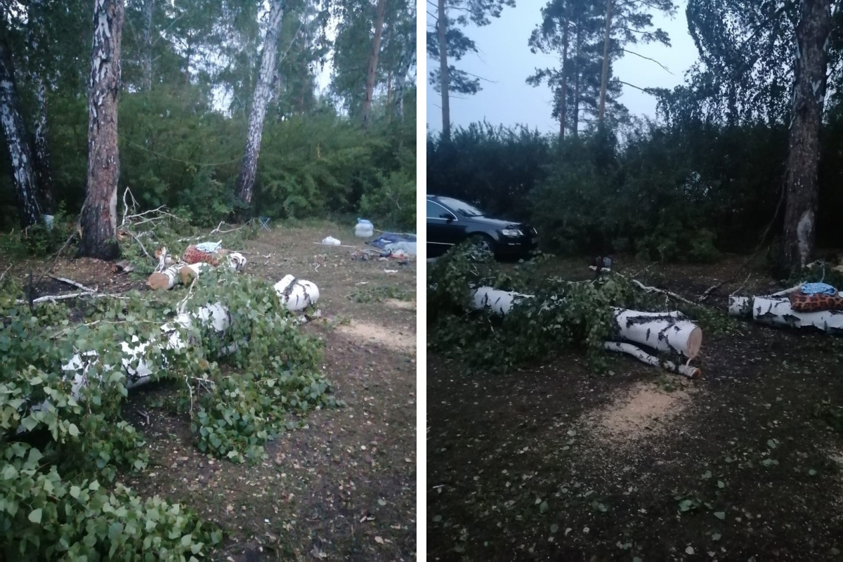 Деревья новосибирской области фото