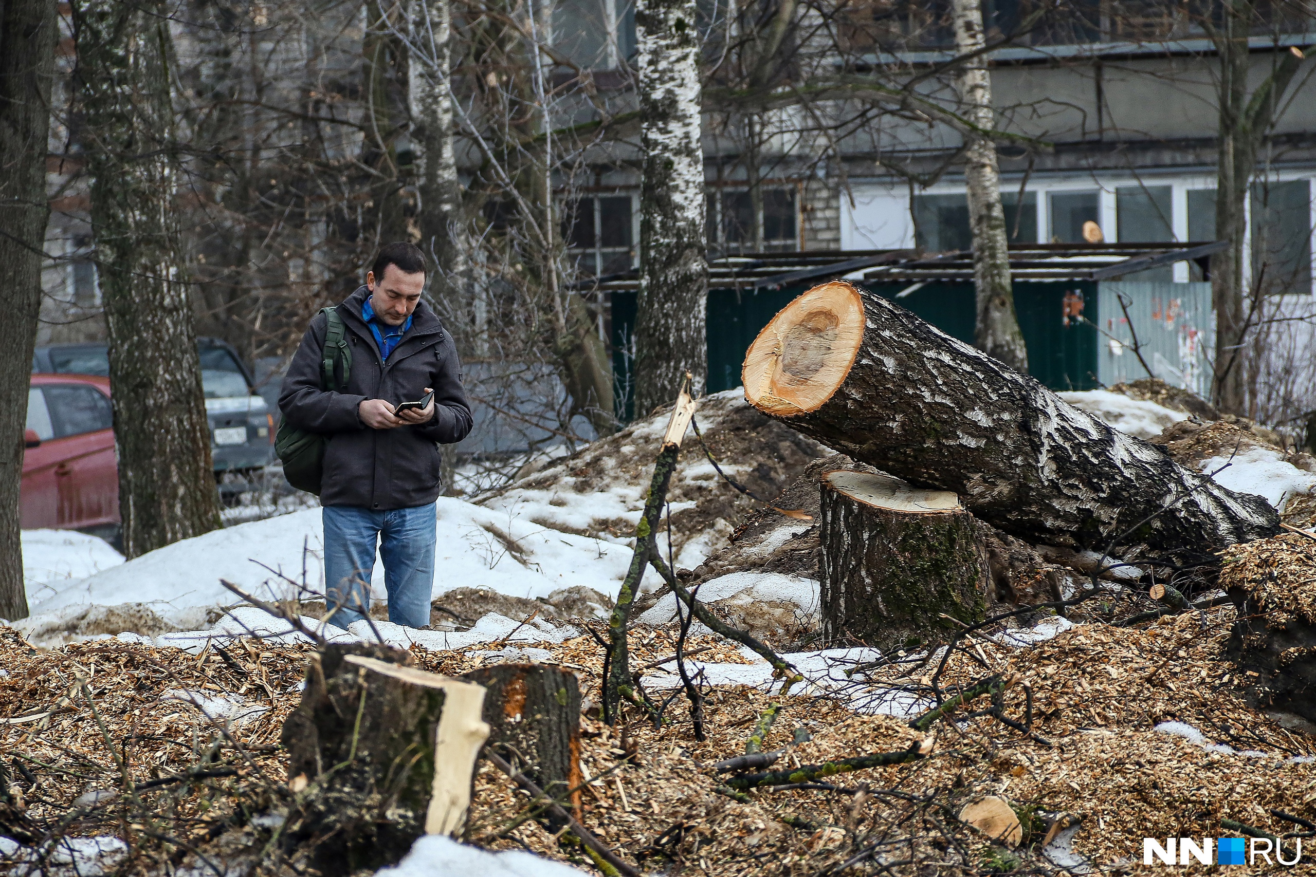 Зачем спиливать деревья